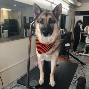 Meet your Posher, Cody